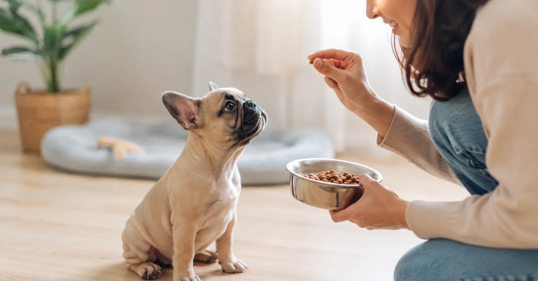 French Bulldog puppy waiting for food as owner holds a bowl during indoor feeding time