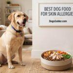 Best Dog Food for Skin Allergies