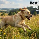 Livestock Guardian Dog Breeds