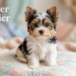 Biewer Terrier