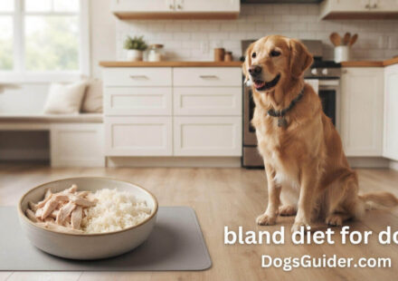Bland Diet for Dogs