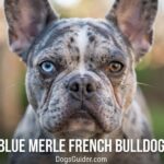 Blue Merle French Bulldog