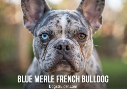 Blue Merle French Bulldog