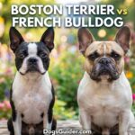 Boston Terrier vs. French Bulldog