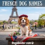 French Dog Names