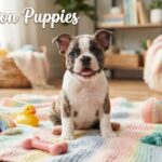 Frenchton Puppies