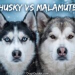 Husky vs Malamute