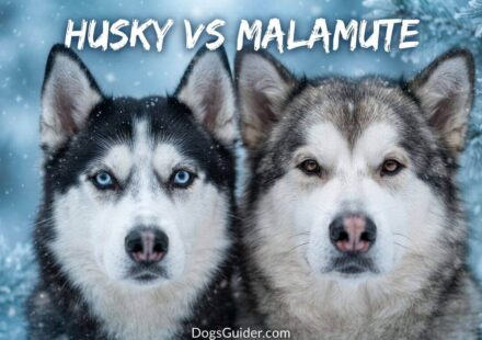 Husky vs Malamute