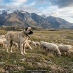 Livestock Guardian Dog Breeds