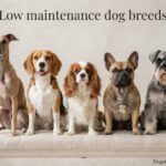 Low Maintenance Dog Breeds