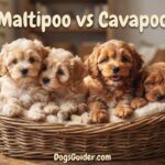 Maltipoo vs Cavapoo