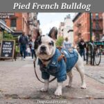 Pied French Bulldog