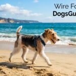 Wire Fox Terrier