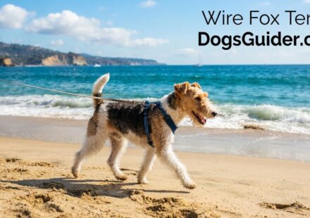 Wire Fox Terrier