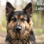 Alsatian and Labrador Mix