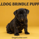 Brindle French Bulldog Puppies