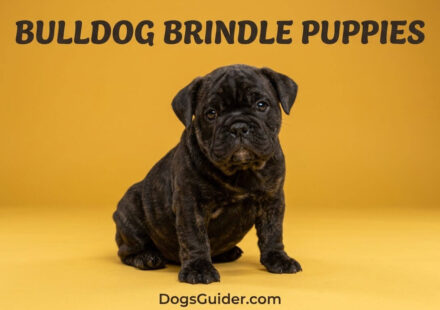 Brindle French Bulldog Puppies