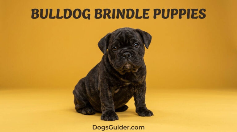 Brindle French Bulldog Puppies