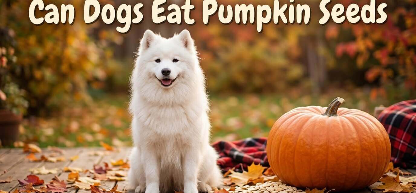 Can Dogs Eat Pumpkin Seeds