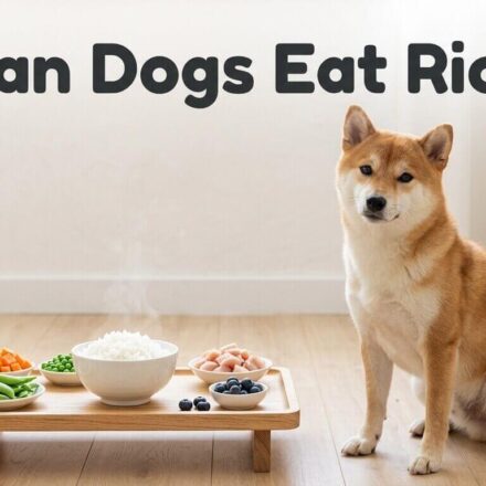 Can Dogs Eat Rice