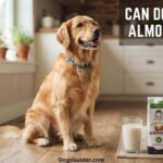 Can Dogs Have Almond Milk