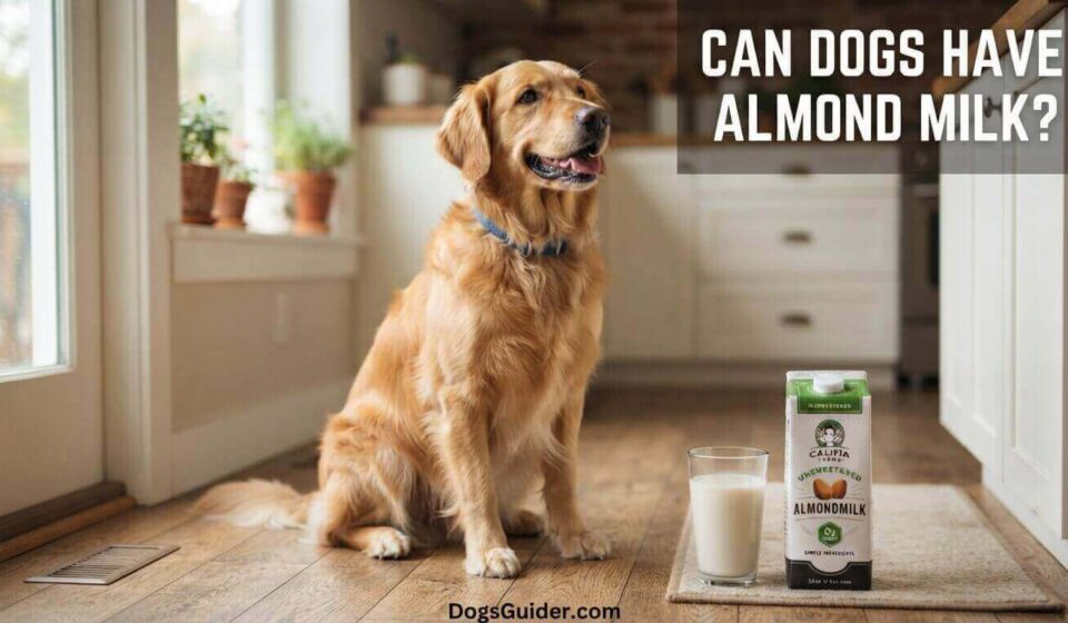 Can Dogs Have Almond Milk
