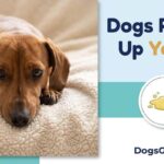 Dogs Puking Up Yellow