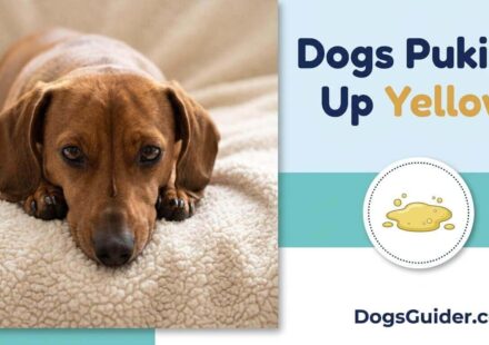 Dogs Puking Up Yellow