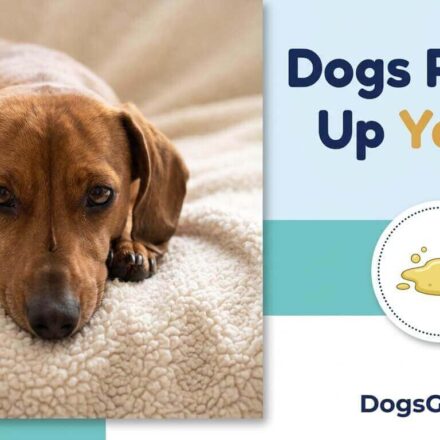 Dogs Puking Up Yellow