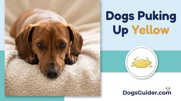 Dogs Puking Up Yellow