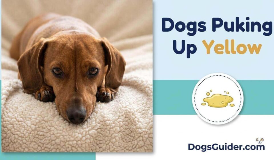 Dogs Puking Up Yellow