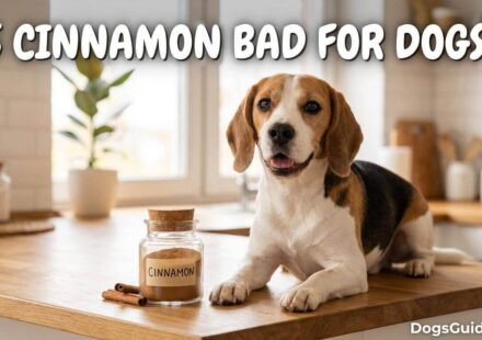 Is Cinnamon Bad for Dogs