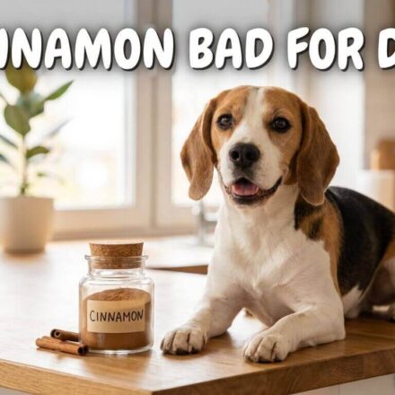 Is Cinnamon Bad for Dogs