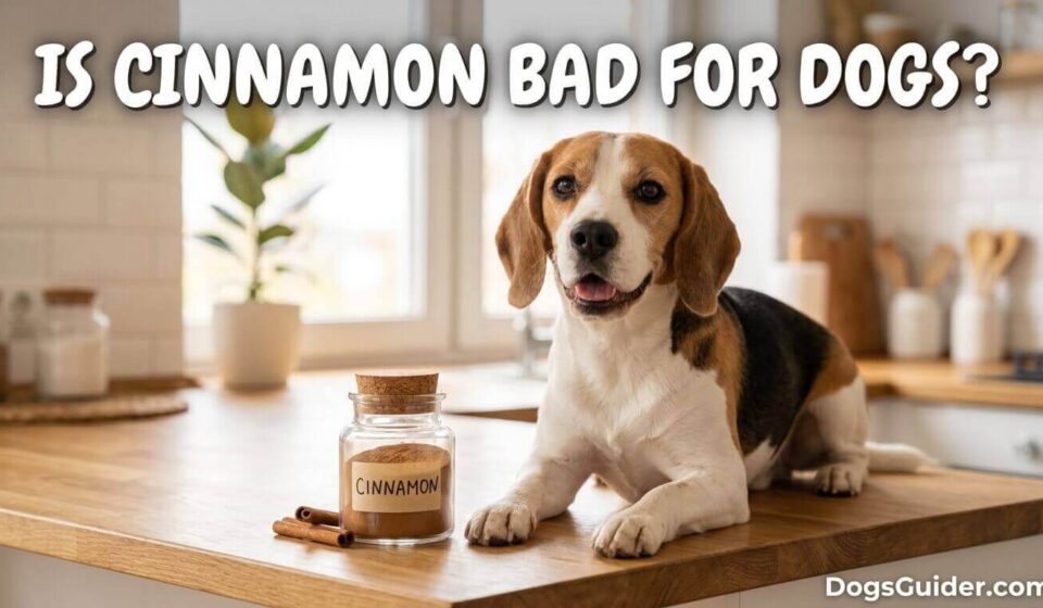 Is Cinnamon Bad for Dogs