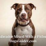 Labrador Mixed With A Pitbull