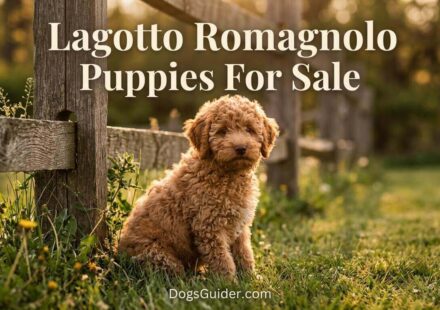Lagotto Romagnolo Puppies for Sale
