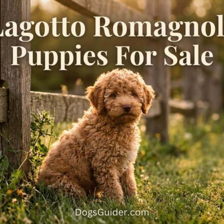 Lagotto Romagnolo Puppies for Sale