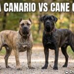 Presa Canario vs Cane Corso