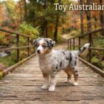 Toy Australian Shepherd