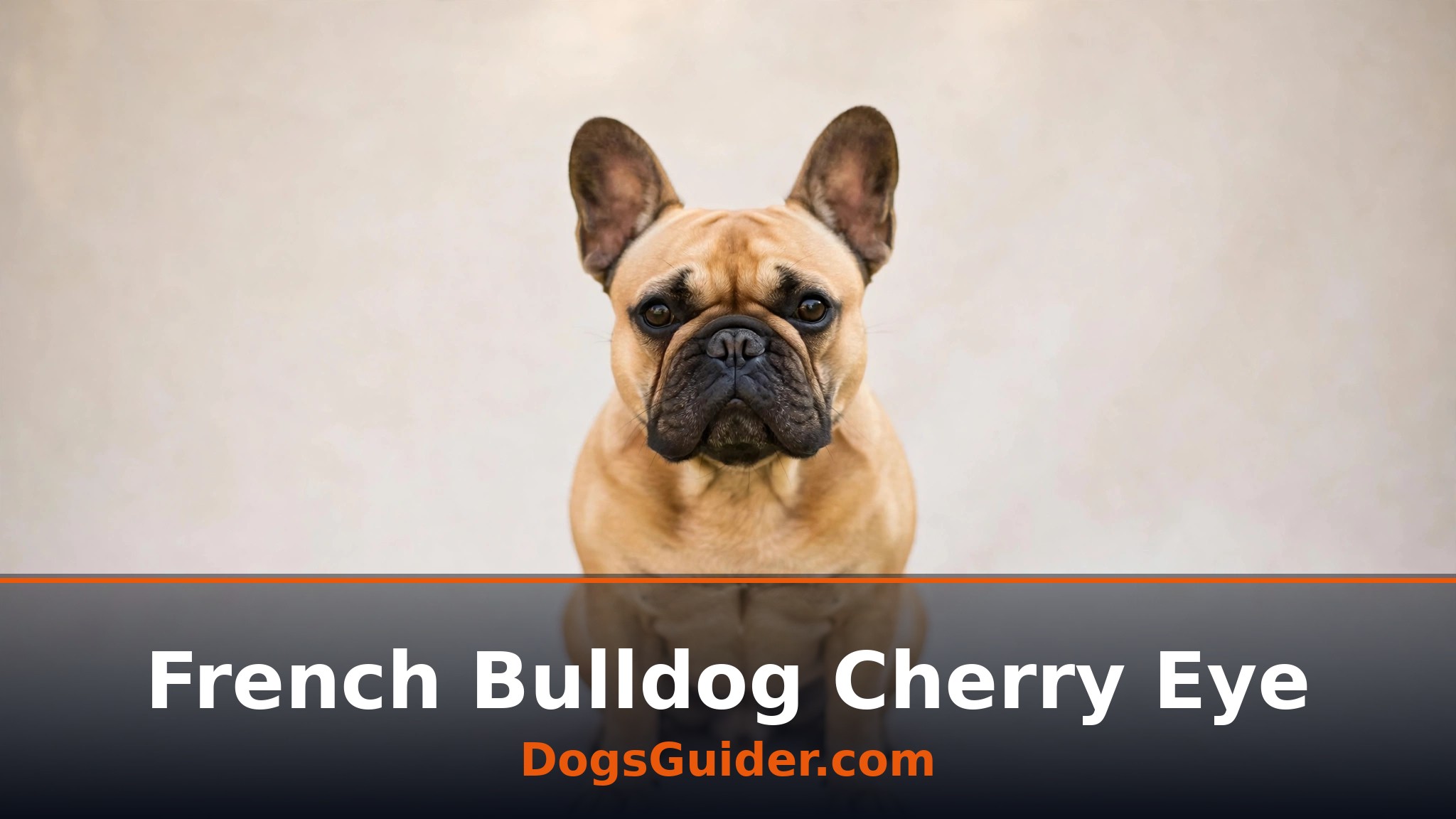 french bulldog cherry eye
