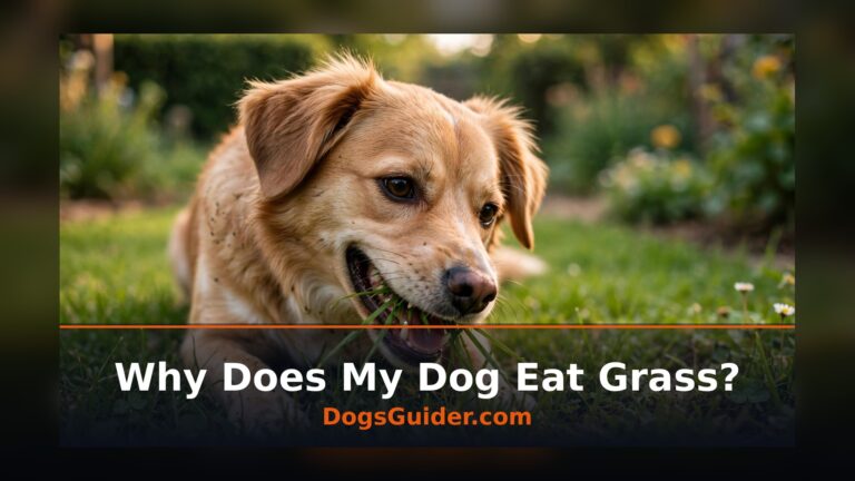 why does my dog eat grass