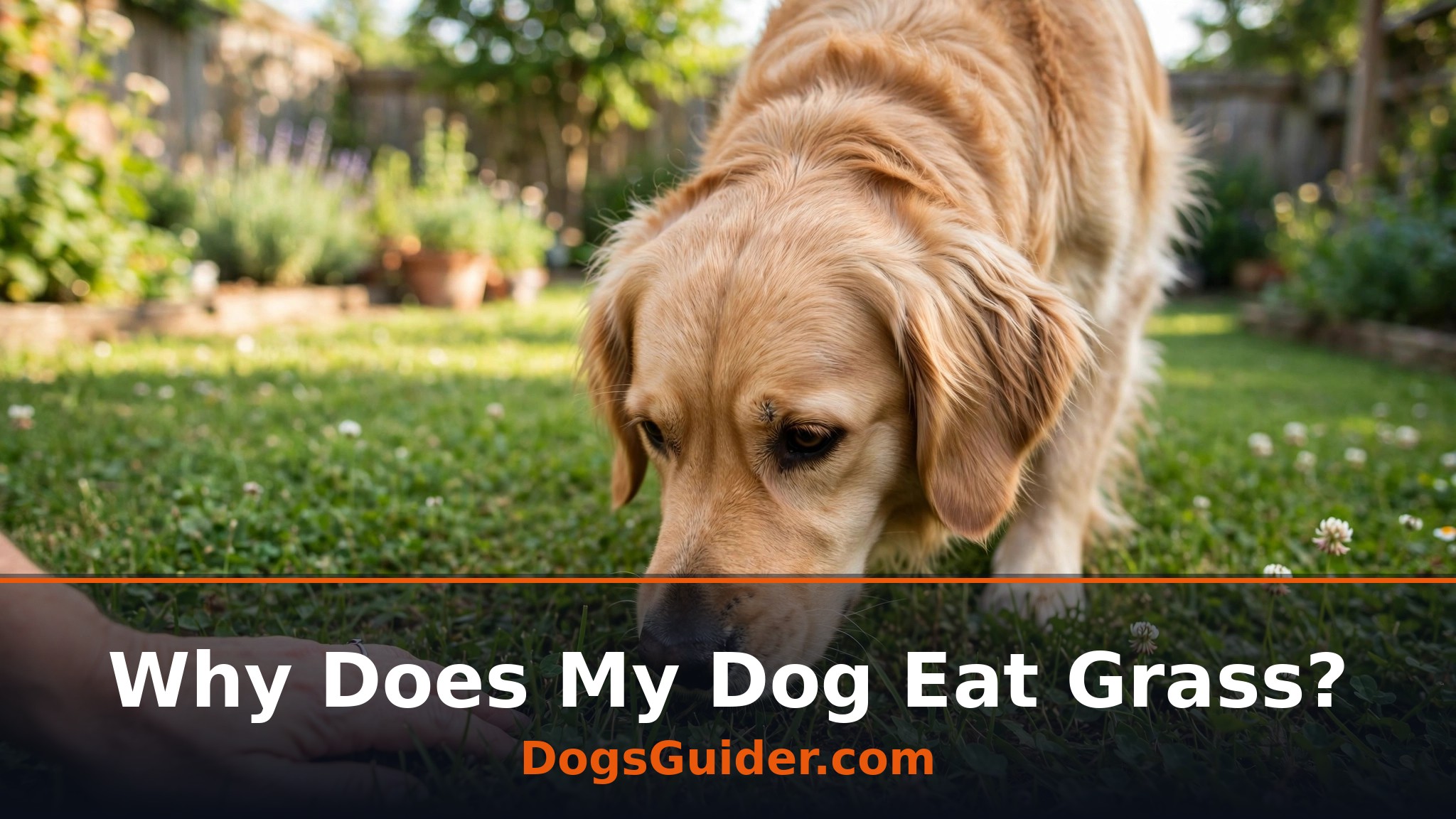 dog sniffing green grass on a lawn