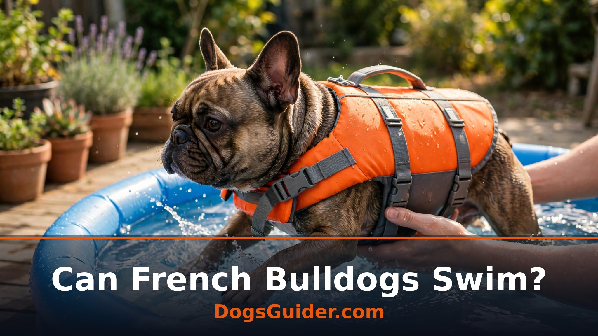 french bulldog in a life jacket paddling in a small pool