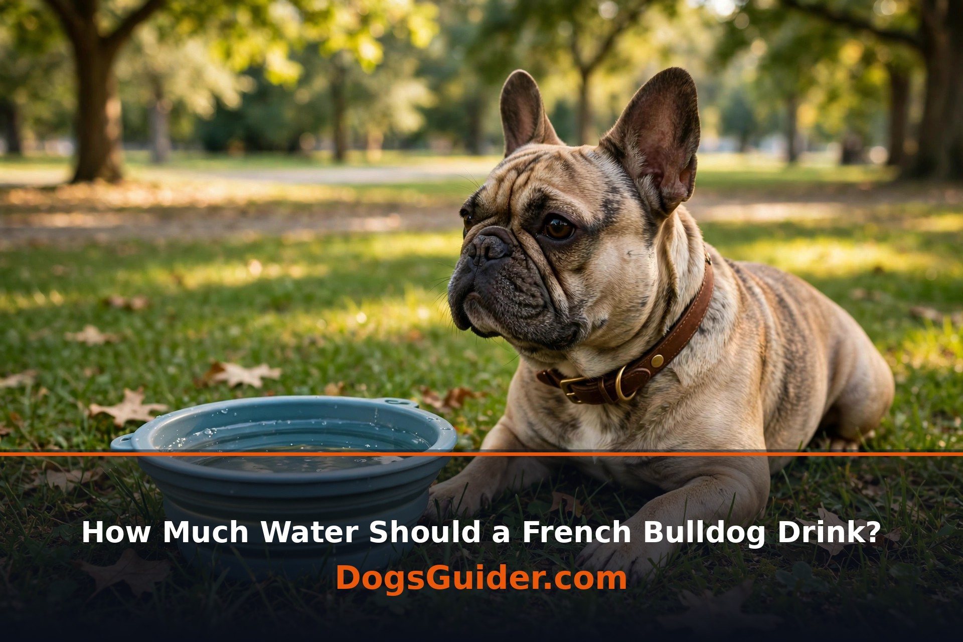 French Bulldog puppy drinking water